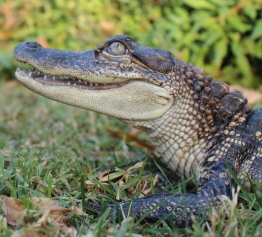 Study Finds Alligator Hearts Keep Beating No Matter What | School of Physics