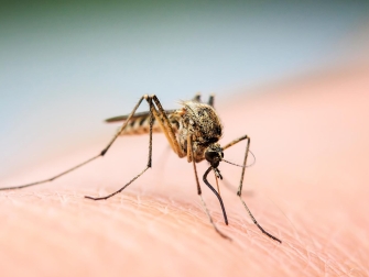 A female mosquito lands on a human.